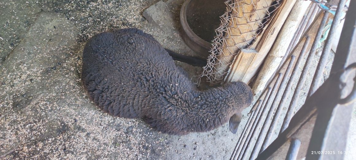 Стадо овце в село Жиленци