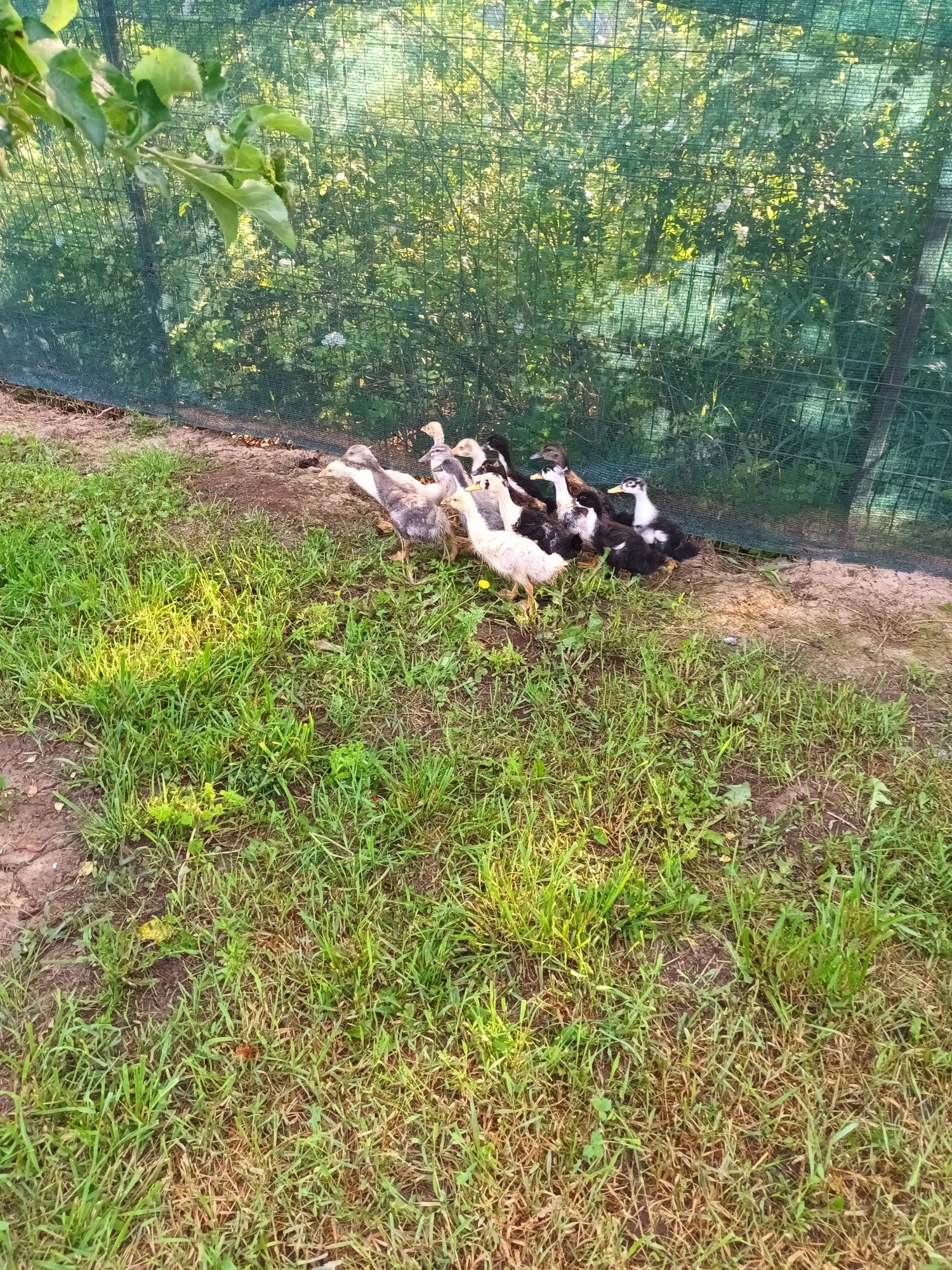 Se vinde 9 boboci de rățuște și 5 boboci de gasca