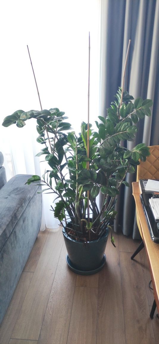Замиокулкас (Zamioculcas loddigesii) дървото на желанията