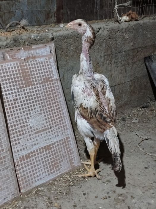 Kulangi xórozcha va tovuqcha sotiladi