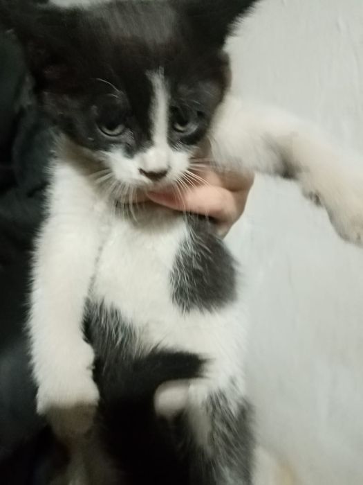 Отдадим котят в добрые руки