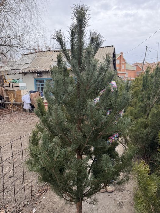 Ёлки новогодние