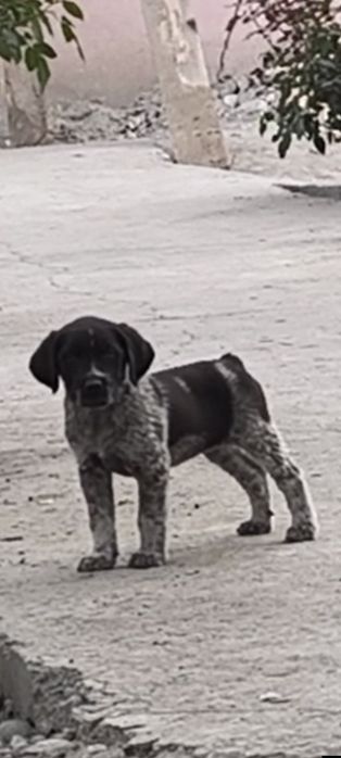 Дратхар кучуклар иккита бир ургочи,бир эркак, 5-сентиябрда тугилган ку