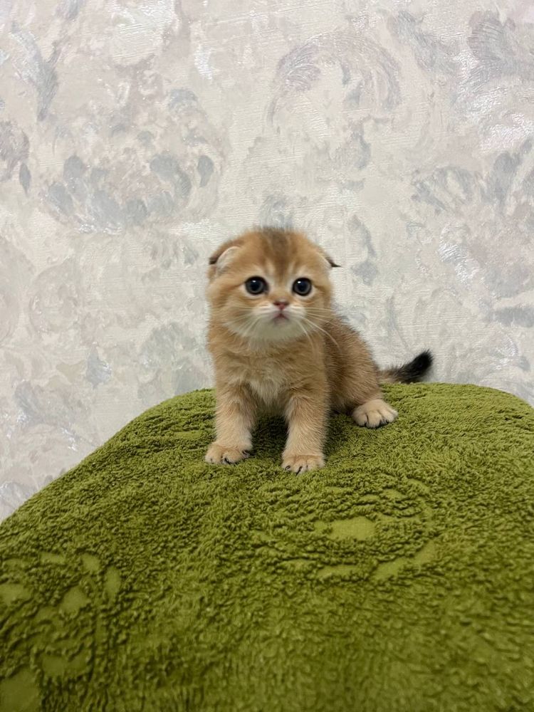 Скоттиш фолд ,девочка