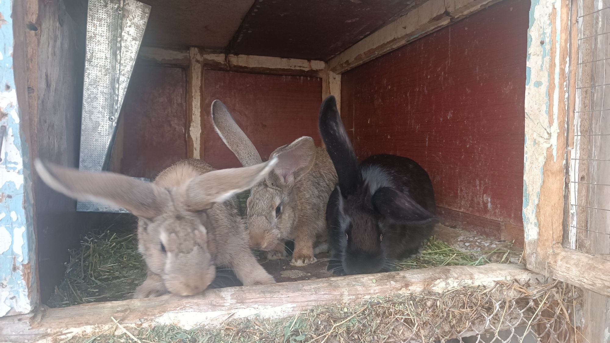 Кролики микс фландера с шиншилы