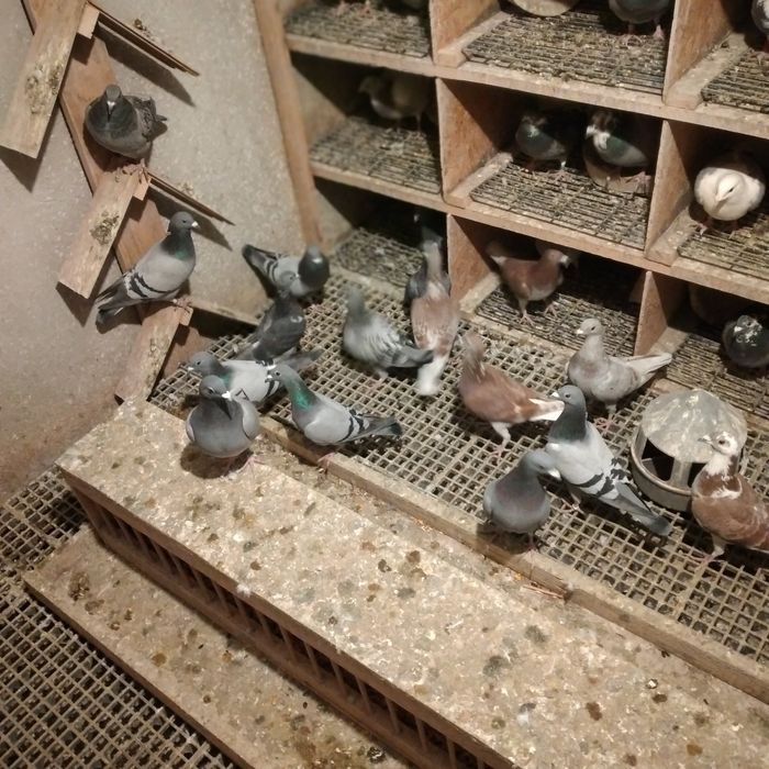 Vând pui porumbei voiajori 2025