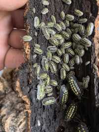 Armadillidium isopode izopode cleaneri terariu hrana vie