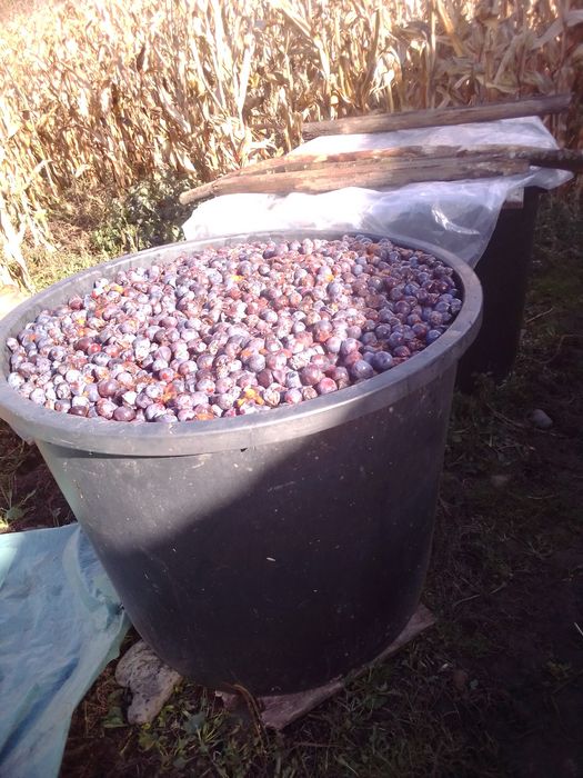 Vând prune pentru țuică