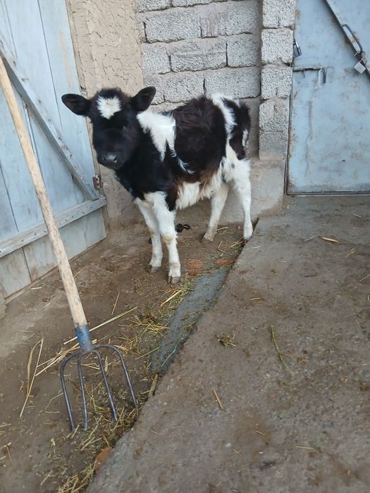 Срочни гунажнча сотлади окатга крган