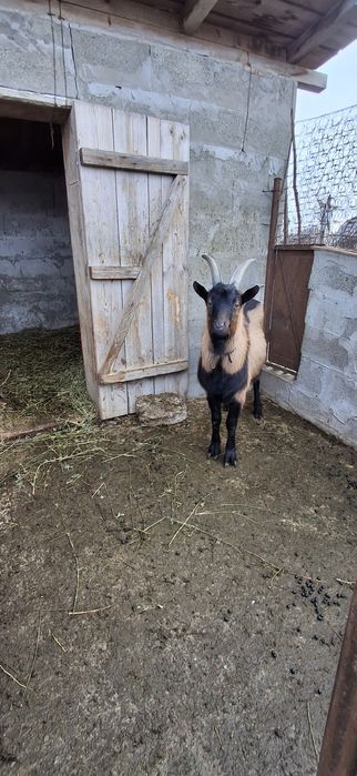 Tap tanar alpin francez