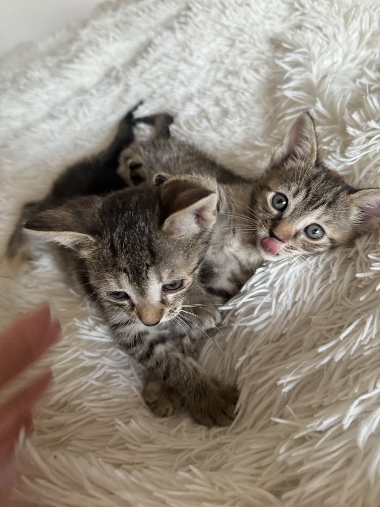 Doua Pisicute spre adoptie