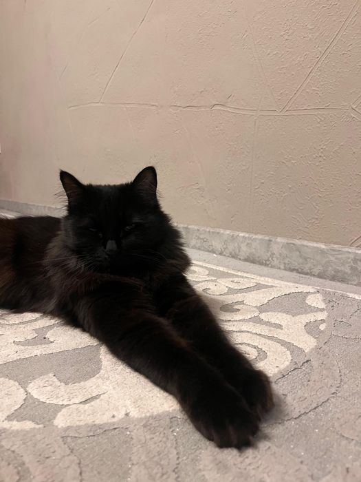 Кошечка стерилизованная