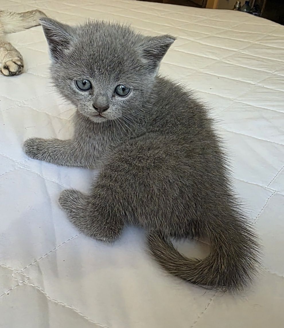 Шотландски клепоухи/Британски късокосмести котета