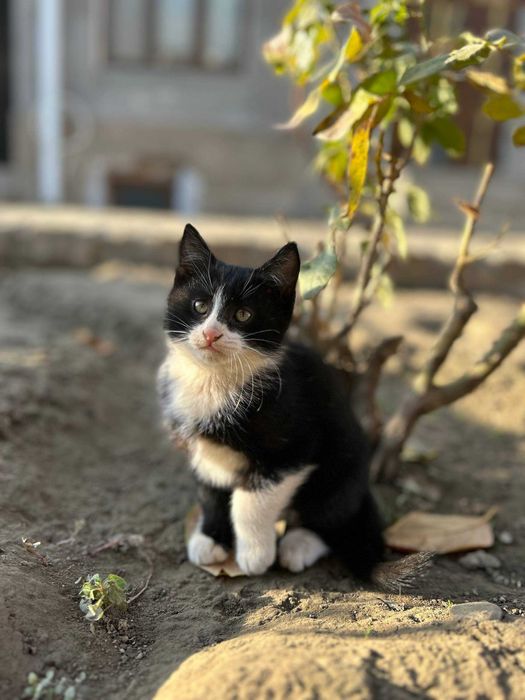 Отдам котят в хорошие руки