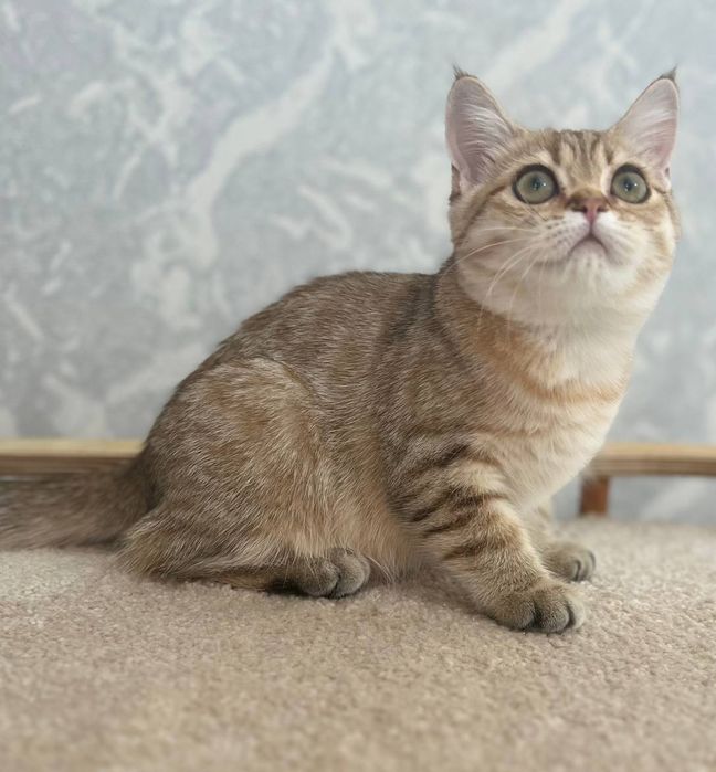 Девочка золотая шиншилла британец табби