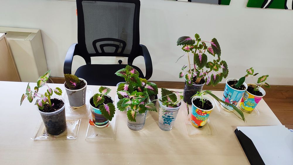 Продам цветы колеусы