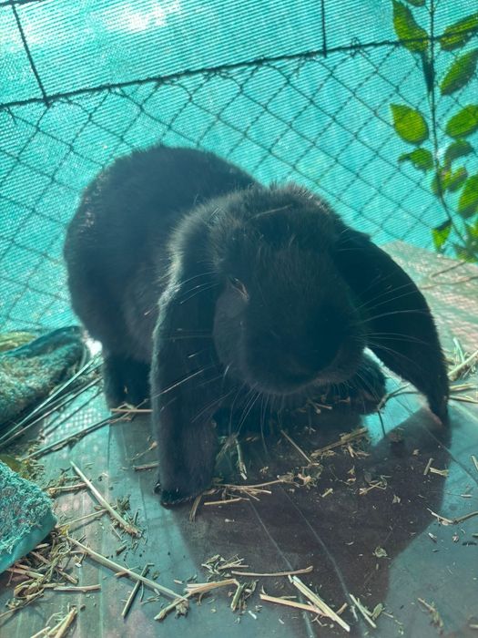 Vand iepurași berbec german
