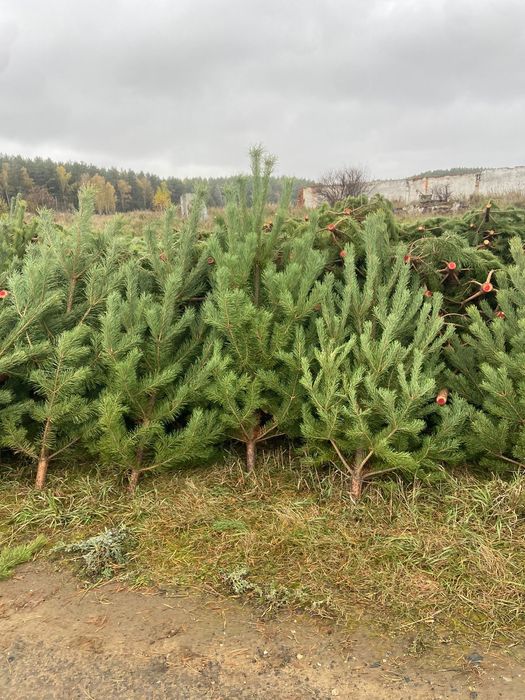 Елки сосна новогодняя