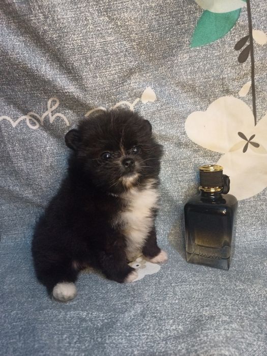 Миник мальчик шпиц