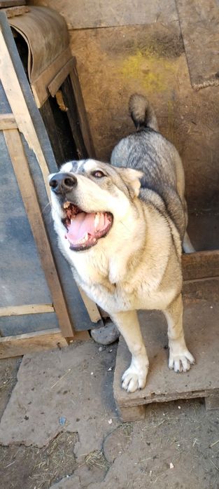 Продаётся алабай девочка хороших кровей . Возраст 10 месяцев.