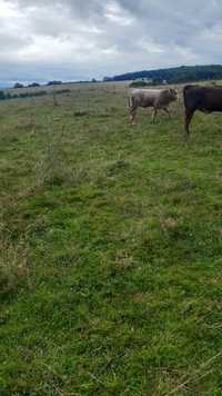 Tăuraș de vacă și vițel de vacă