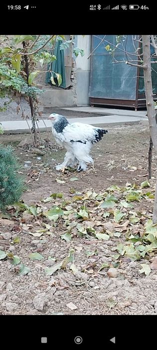 Светлий брама товуқлари.