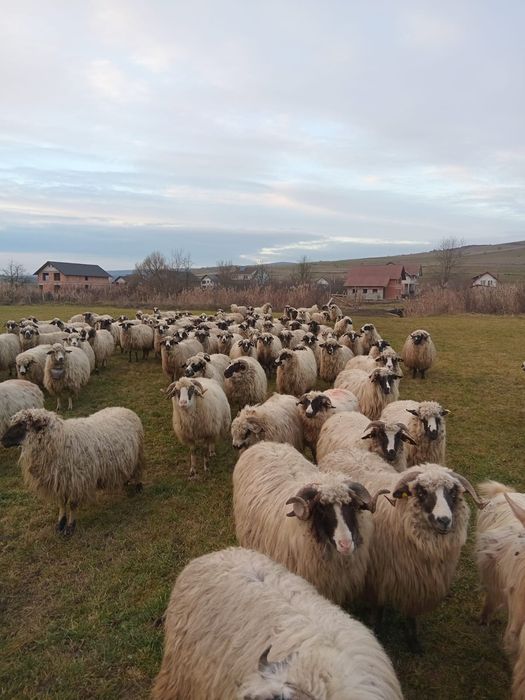 Vând oi mai multe detalii la telefon