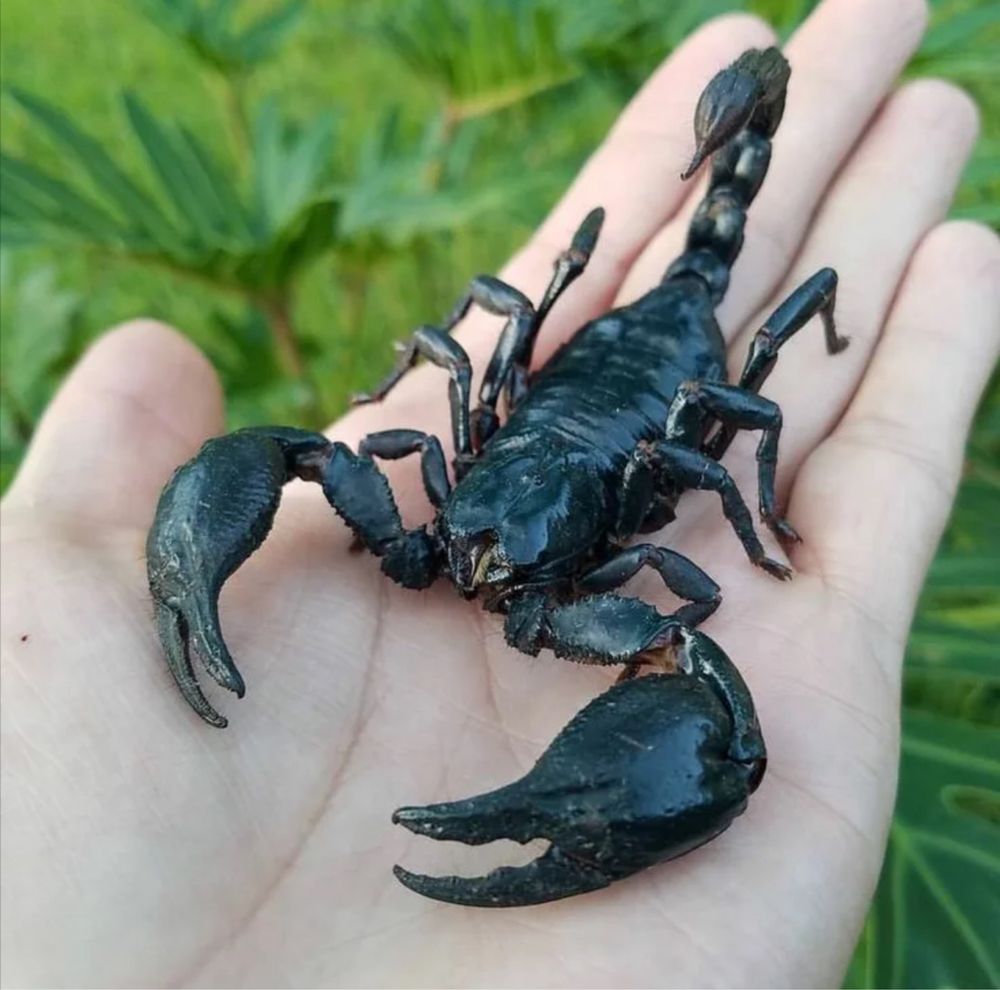 Скорпионы взрослые