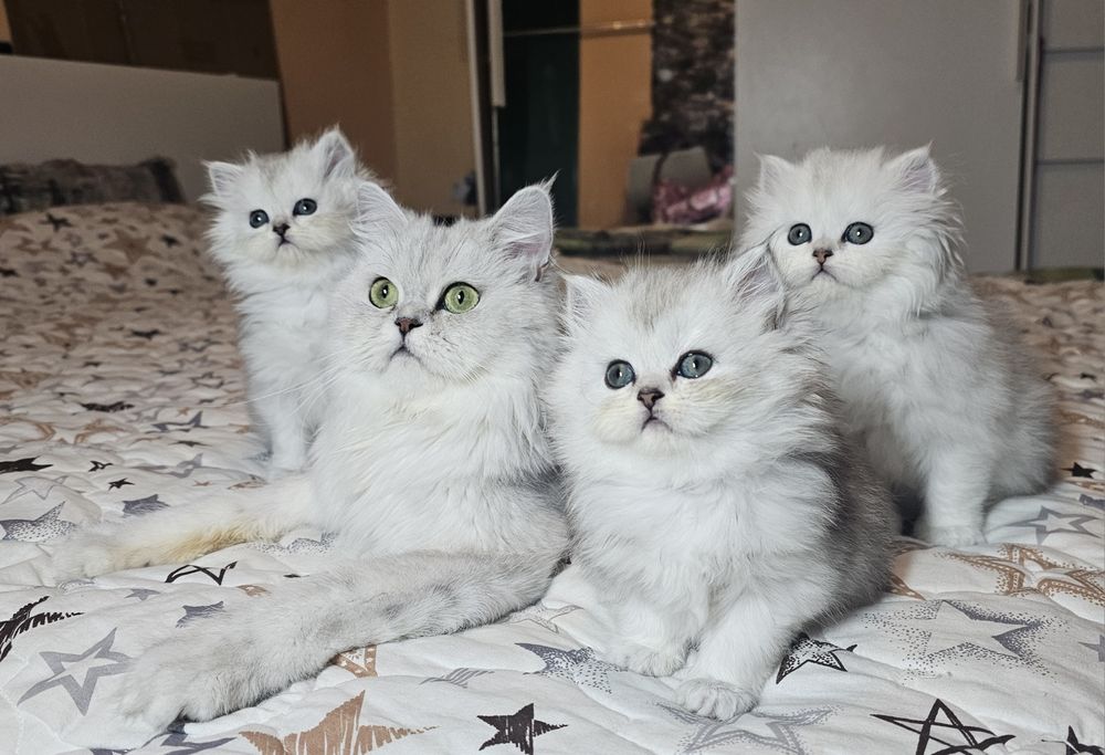 Британски дългокосмести котенца