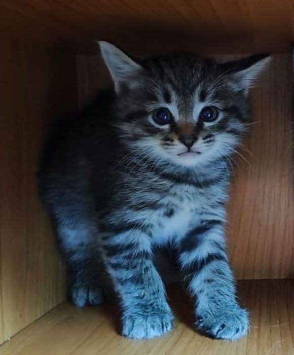 Котята в любящую семью