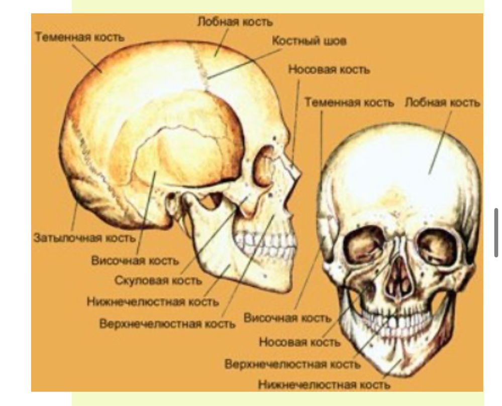 Сделаю конспект/презентацию/курсовую