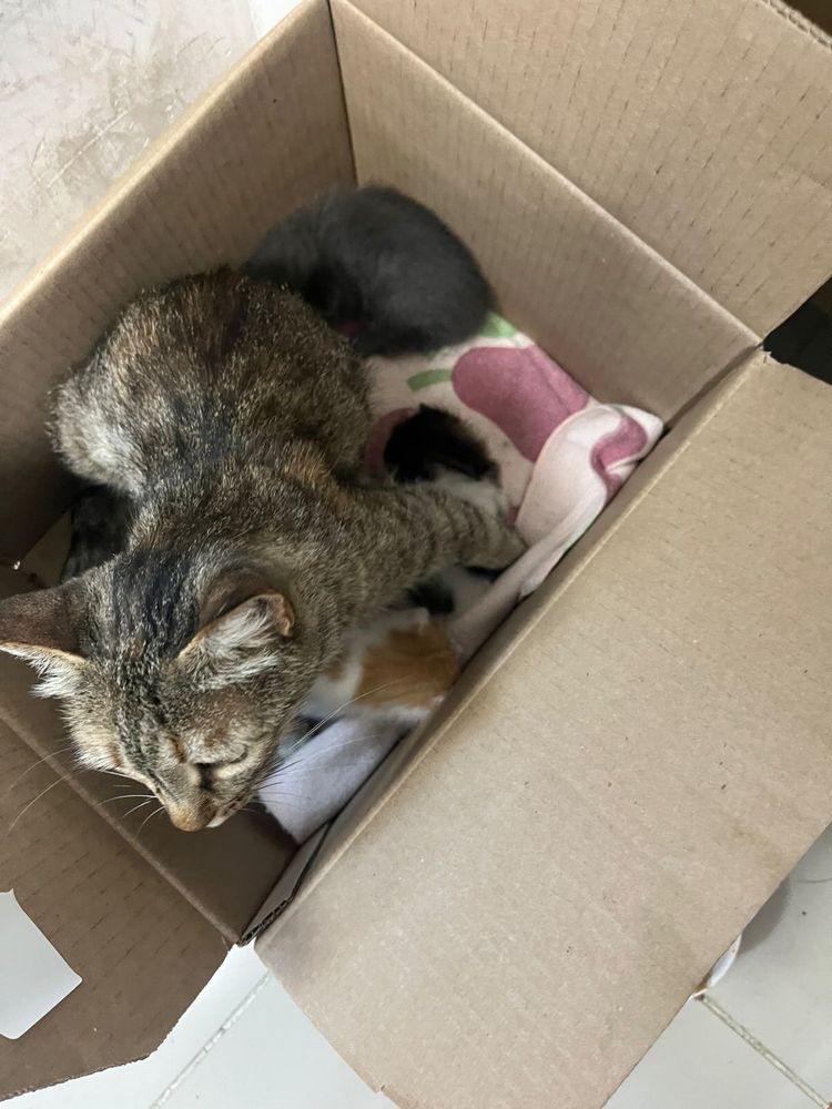 Котята ищет дом