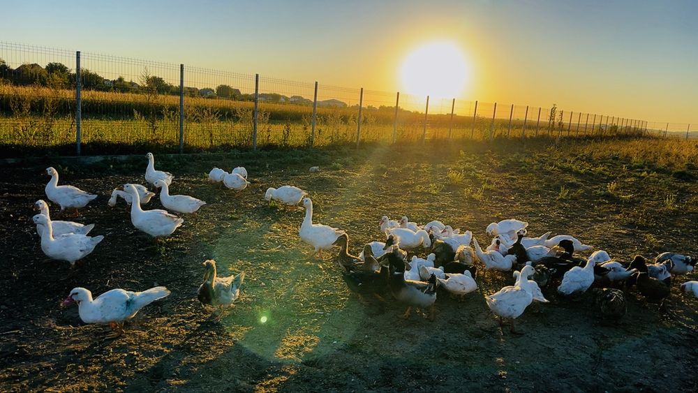 Picheri de vanzare binilici.  Si rate