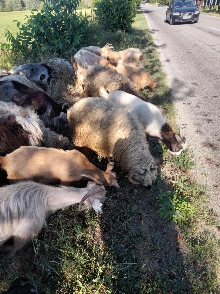 Vând vaca jungii capre iezi miei