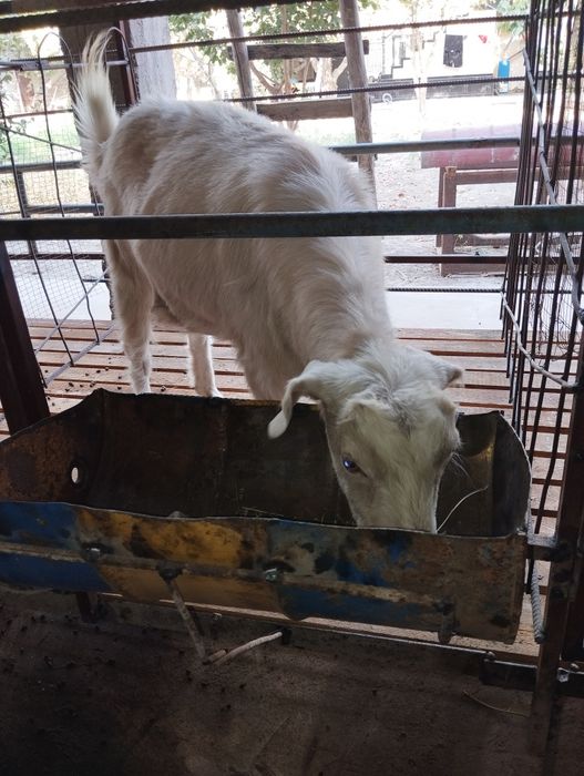 Сотилади эчки махсулотлари сути брынза катик доставка бор