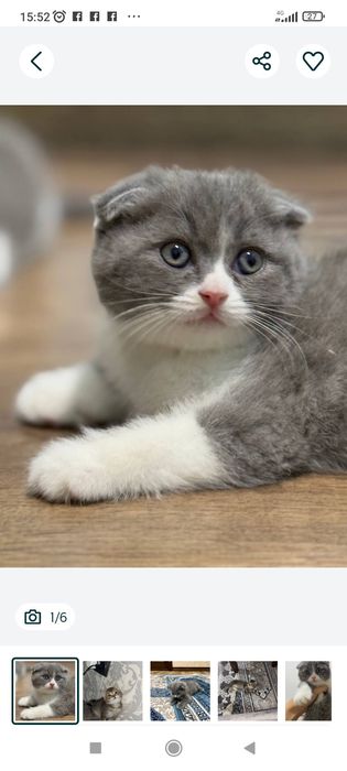 Zotdor mushukchalar sotiladi