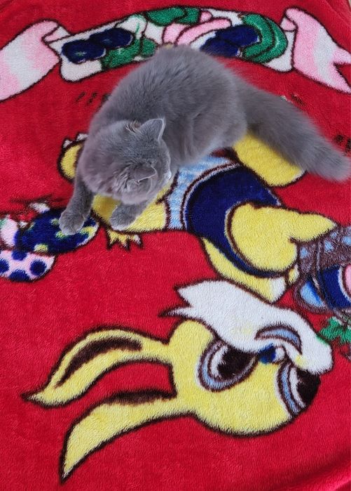 British longhair