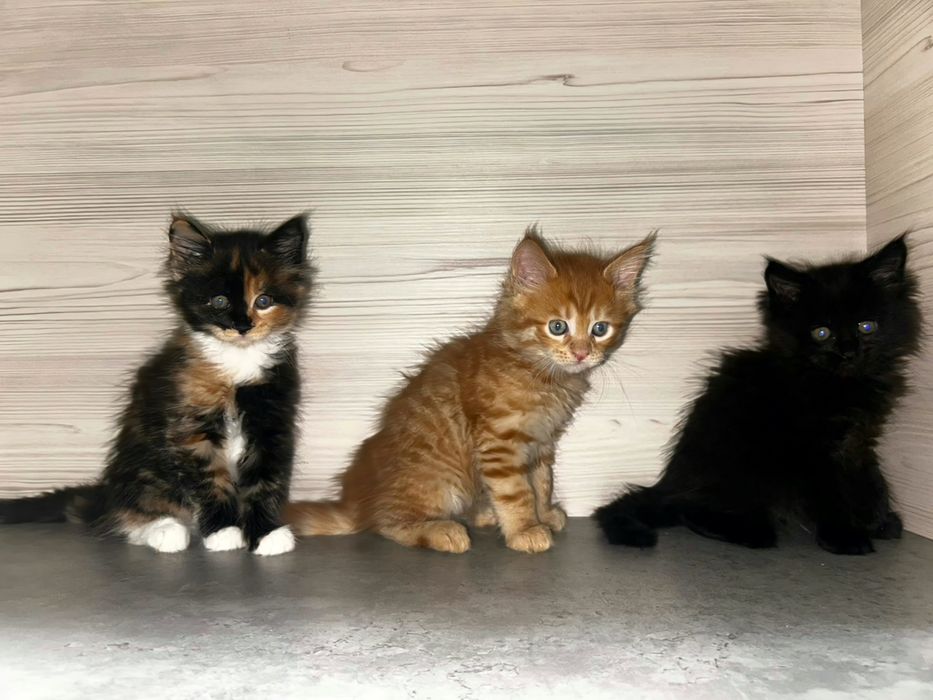 Котята мейн-куны