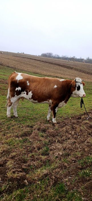 Vand junica baltata romaneasca