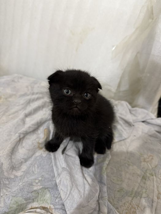 Отдам вислоухую черную кошечку в добрые руки.