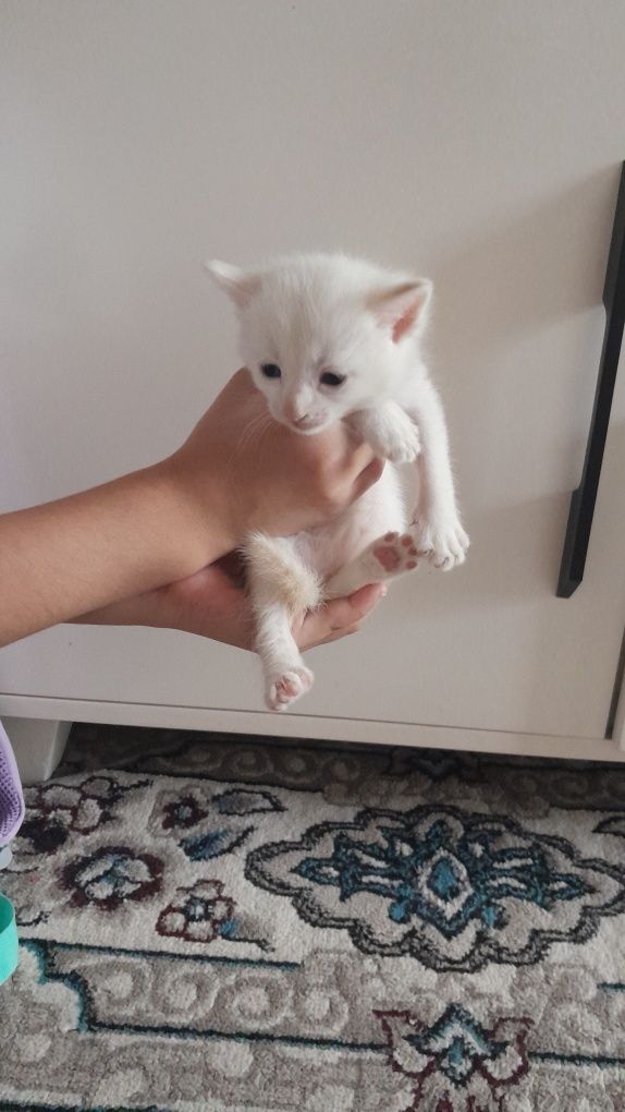 Котёнок мальчик 1 месяца