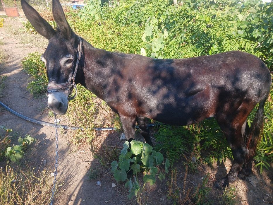 Магаре женско 12 годишно