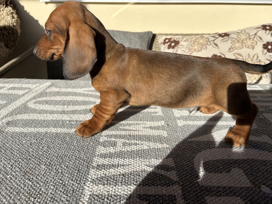 Teckel standard maro