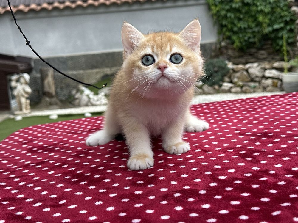 British shorthair chinchilla gold, baietel superb!! FELISA AUTORIZATA