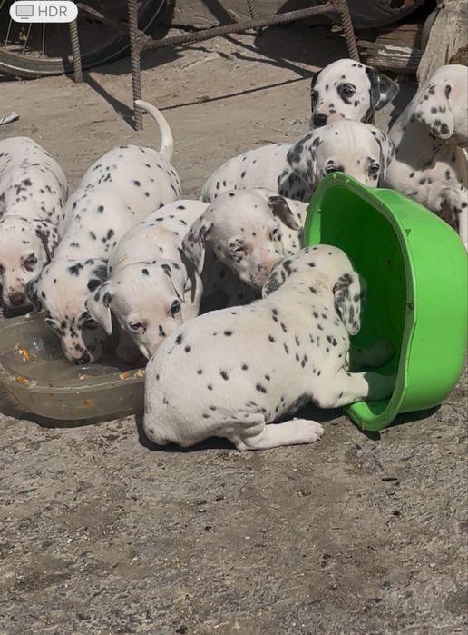 Продаю щенков далматинцев