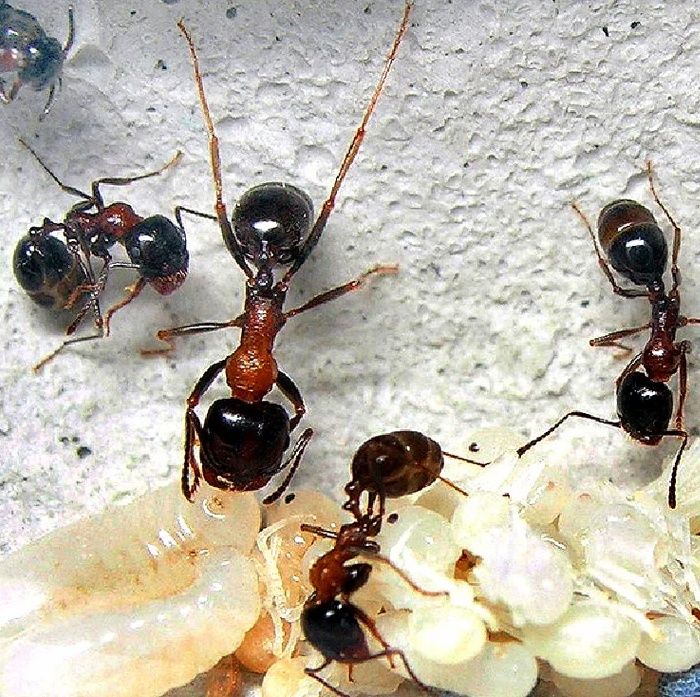 Messor denticulatus.
Это жнецы, р
