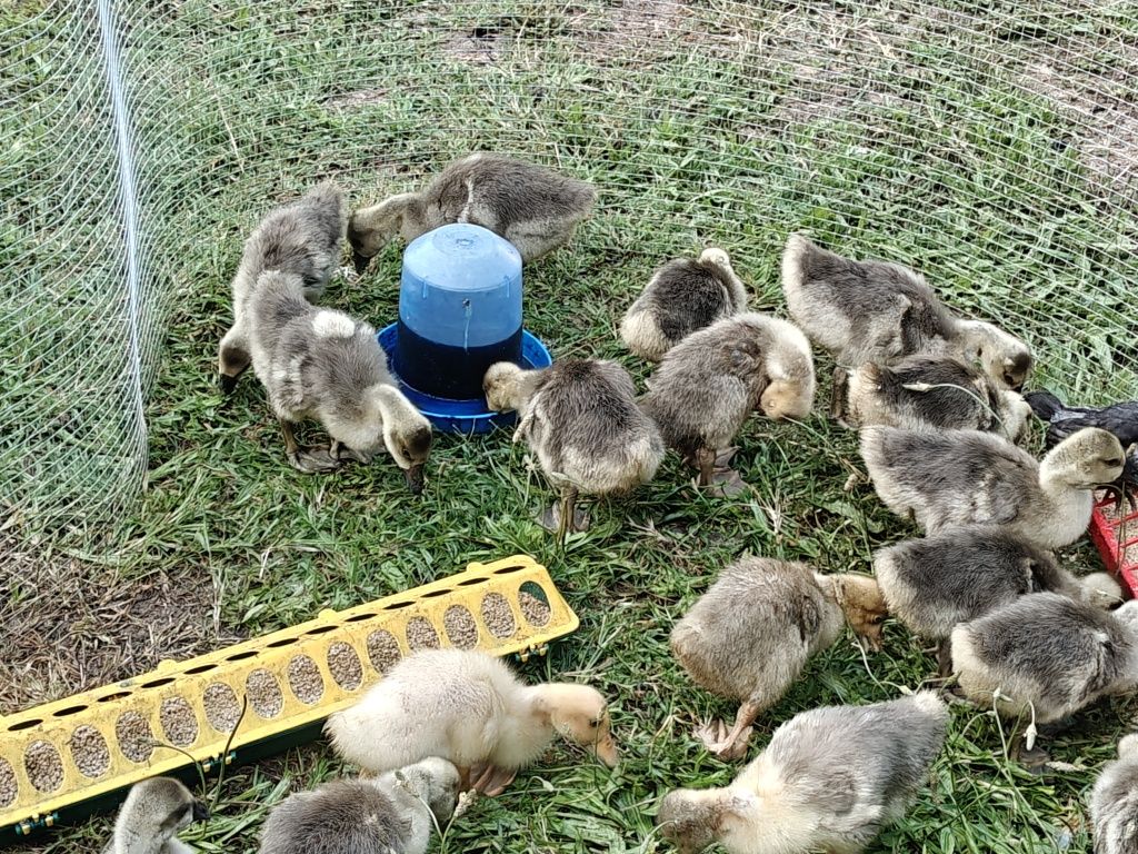 Boboci de gâscă de două săptămâni