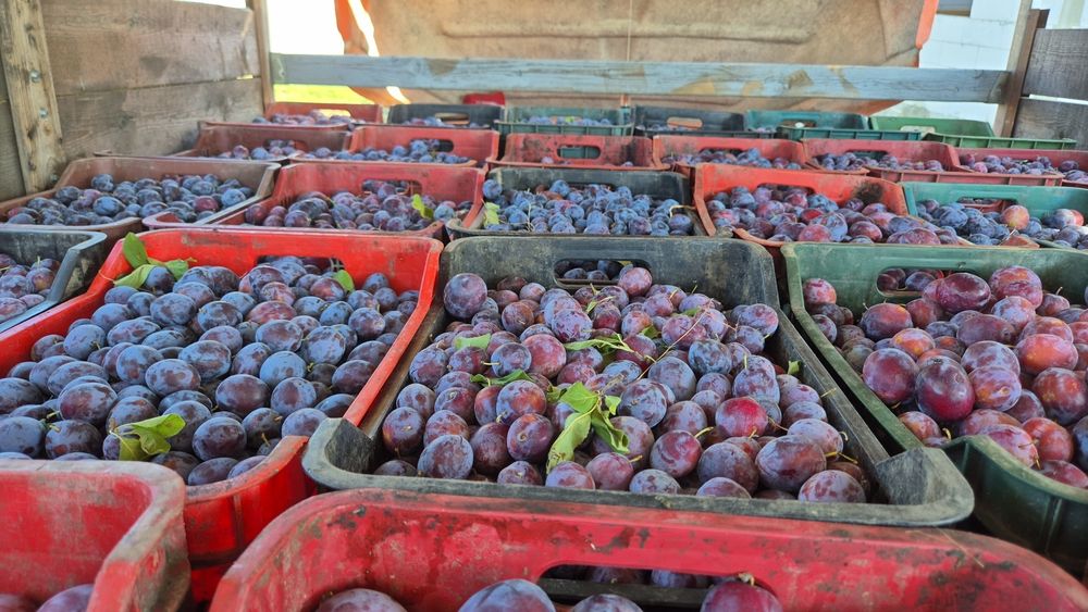 Vindem prune în cantități mari și mici cu transport inclus la domicili