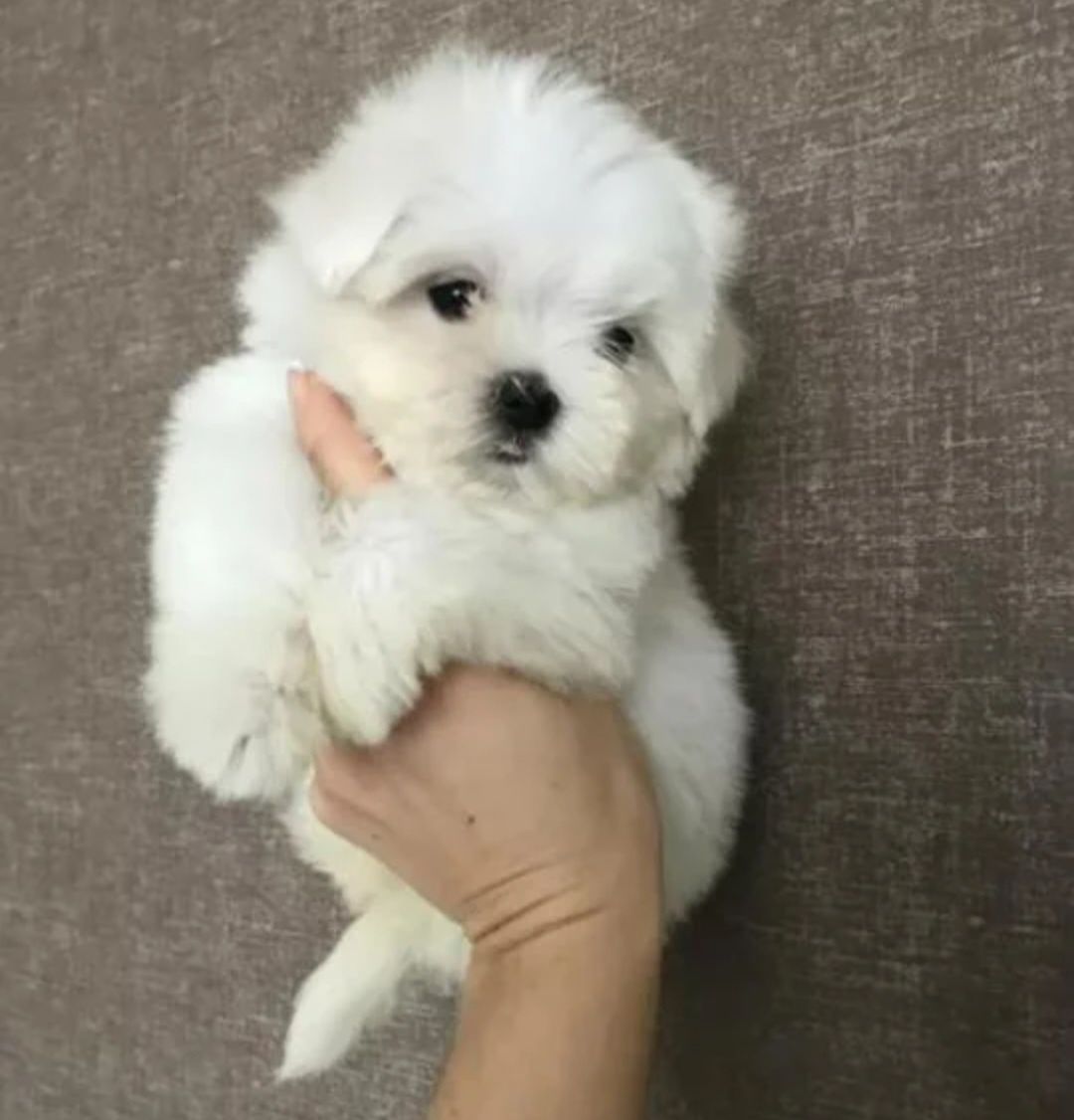 Bichon maltez mini toy