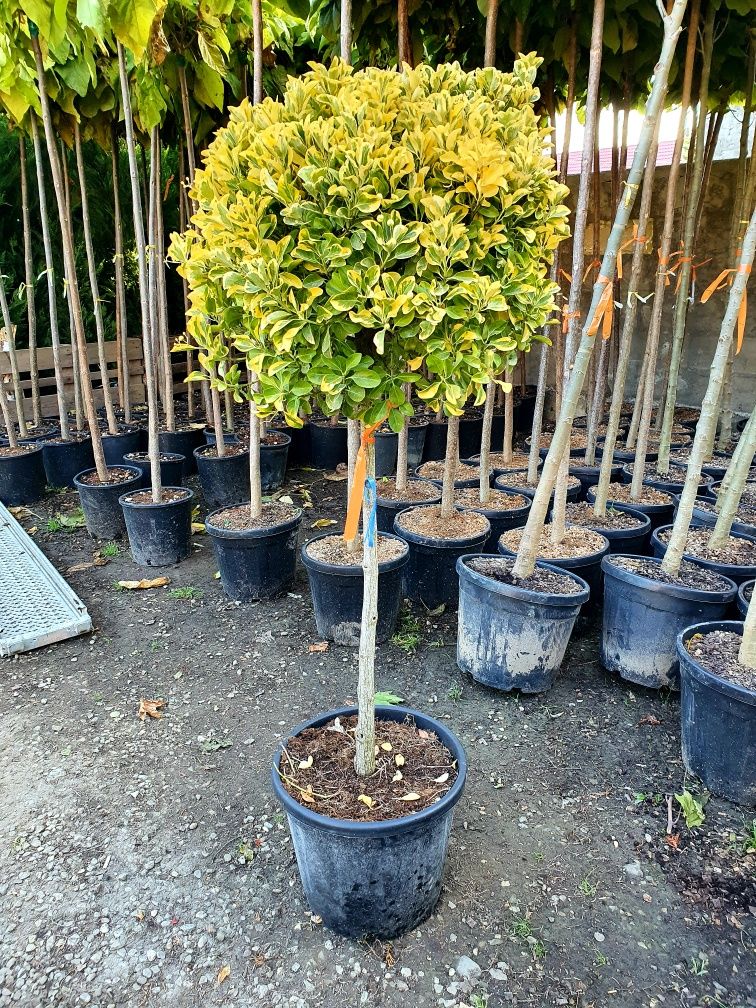 Plante ornamentale,tuia smaragd, columnaris, leylandii, tei, mesteacan